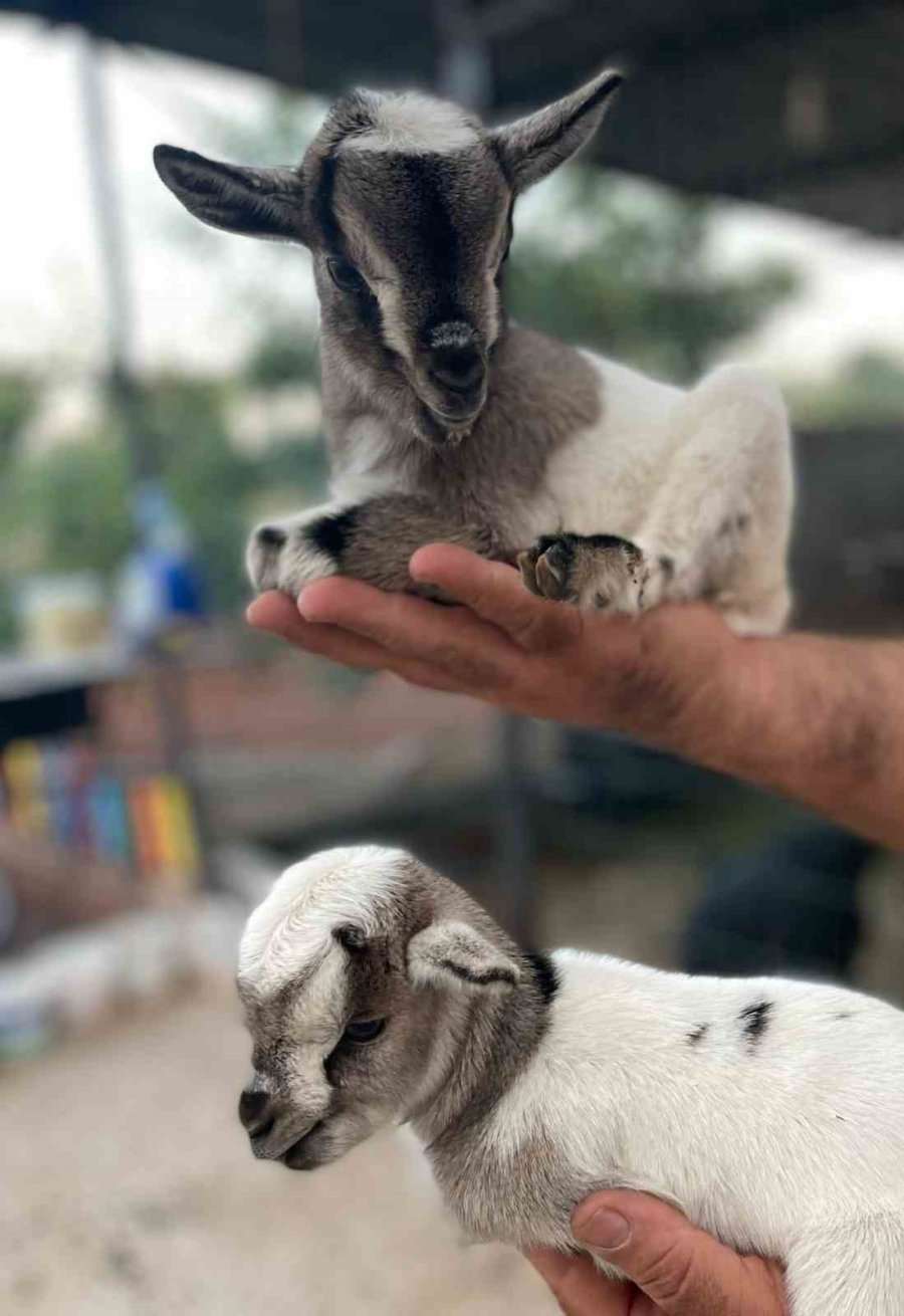 Antalya’nın Nijeryalı Cüce Keçileri: Avuç İçine Sığıyorlar, Görenler Biblo Sanıyor