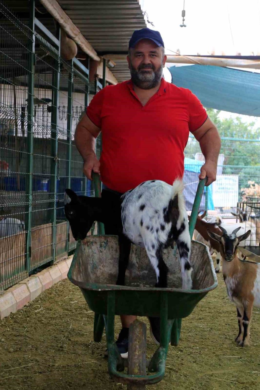 Antalya’nın Nijeryalı Cüce Keçileri: Avuç İçine Sığıyorlar, Görenler Biblo Sanıyor