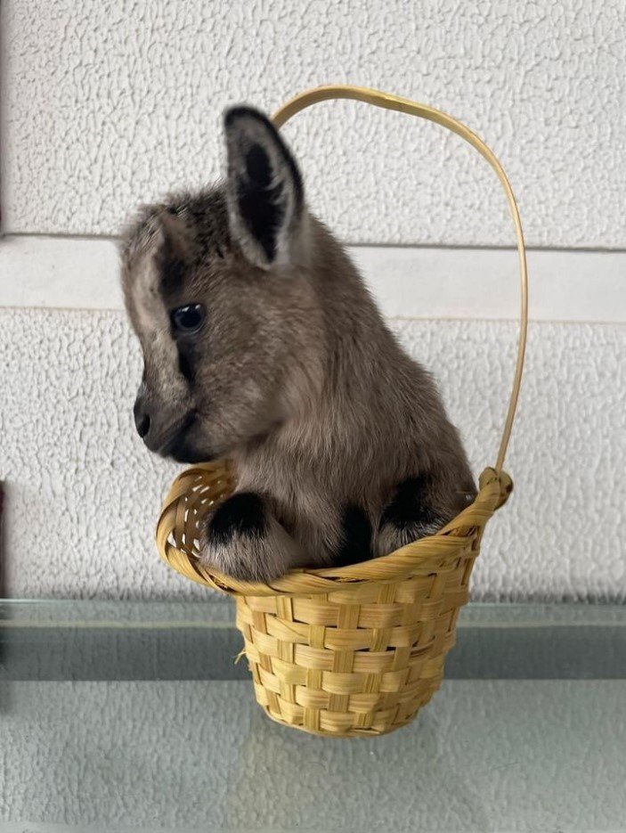 Antalya’nın Nijeryalı Cüce Keçileri: Avuç İçine Sığıyorlar, Görenler Biblo Sanıyor
