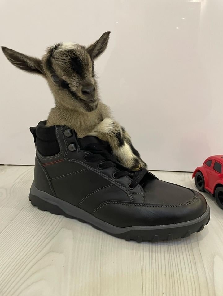 Antalya’nın Nijeryalı Cüce Keçileri: Avuç İçine Sığıyorlar, Görenler Biblo Sanıyor