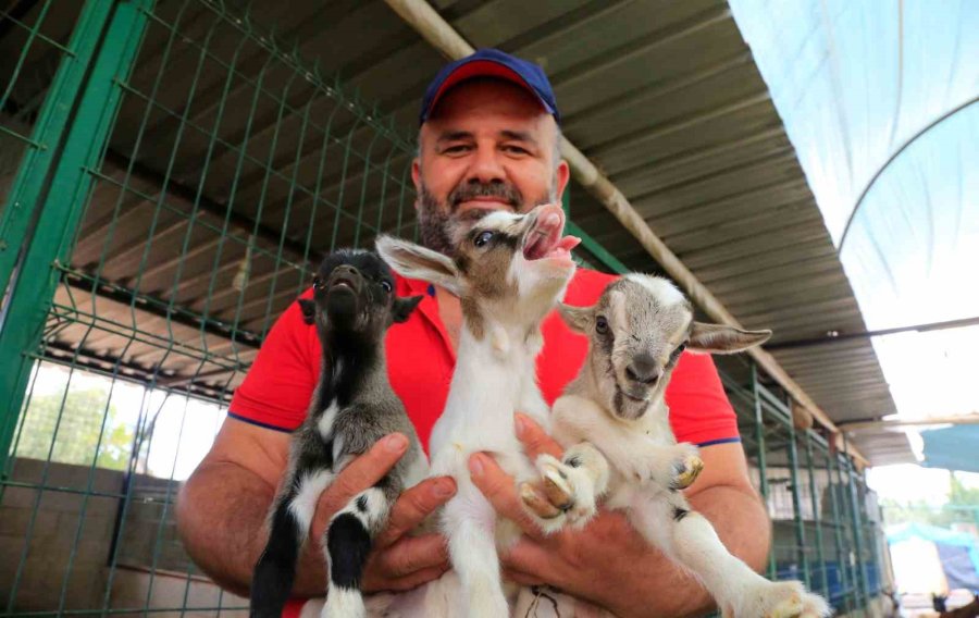 Antalya’nın Nijeryalı Cüce Keçileri: Avuç İçine Sığıyorlar, Görenler Biblo Sanıyor
