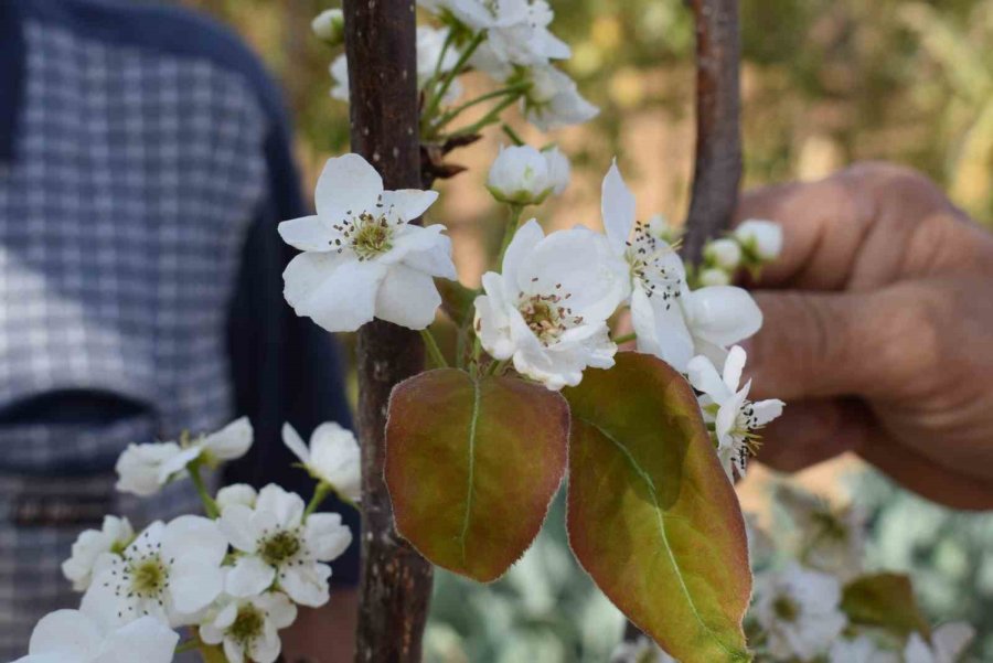 Karaman’da Sonbaharda Çiçek Açan Armut Fidanı Şaşırttı