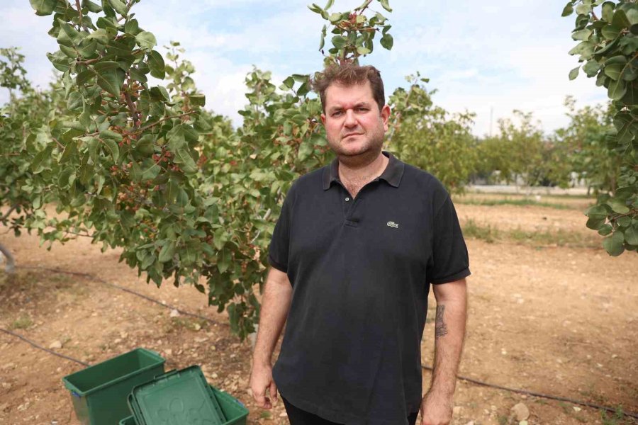 Antalya’da Kuraklığa Dayanıklı Toros Fıstığı, Tarımsal Kalkınmaya Destek Sağlayacak