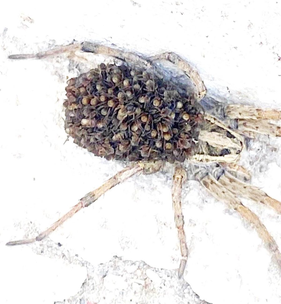 Konya’da Yüzlerce Yavrusunu Sırtında Taşıyan Zehirli Örümcek Görüldü