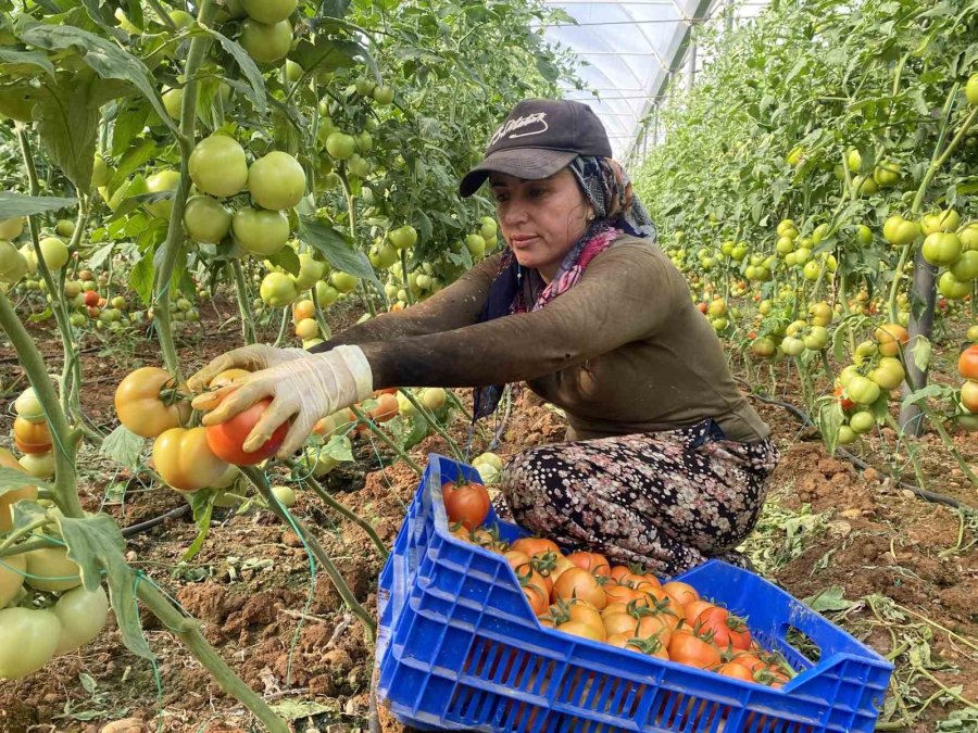 Domateste İlk Hasatlar Gelmeye Başladı