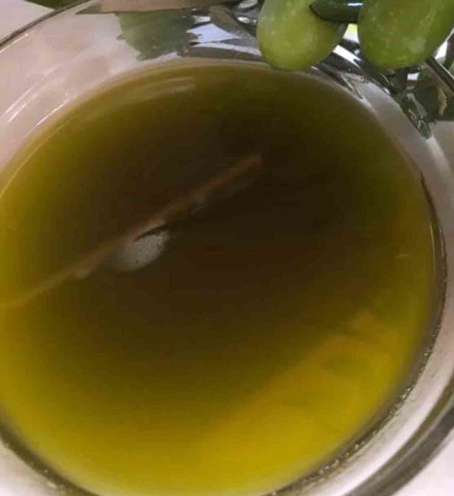 Başkan Murat Orhan’dan Erken Zeytin Hasadına Uyarısı