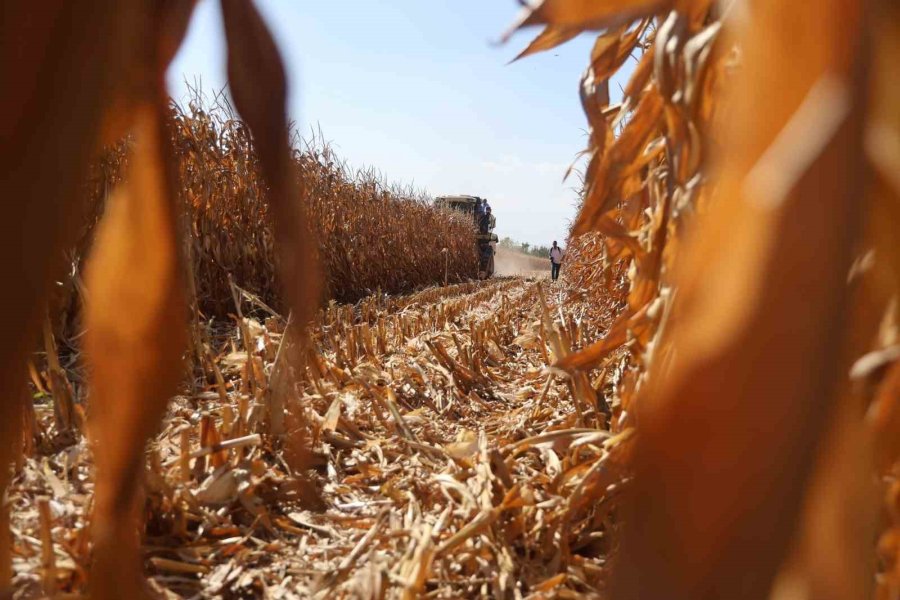 Tzob Başkanı Bayraktar, Dünya Gıda Günü’nde Konya’da Mısır Hasadına Katıldı