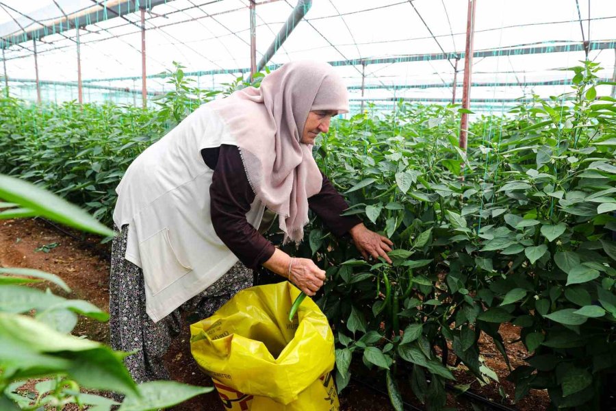 Büyükşehir Belediyesi’nden Üreticilere 2024 Yılında 85 Milyonluk Enerji Desteği