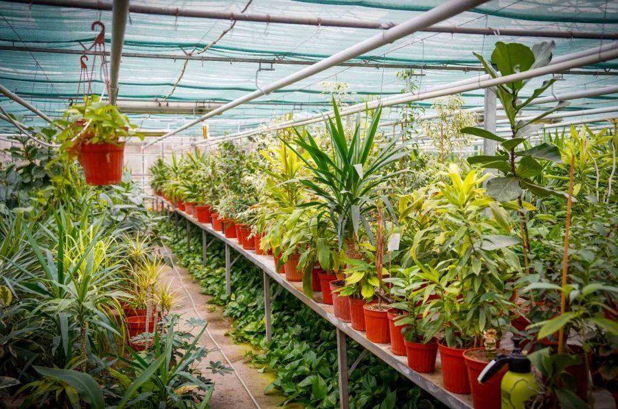 Kampüsün Dört Bir Yanını Kendi Ürettikleri Bitkilerle Süslüyorlar