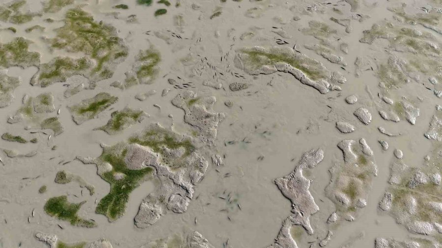 Su Seviyesi Düşen Barajda Balıklar Can Çekişiyor