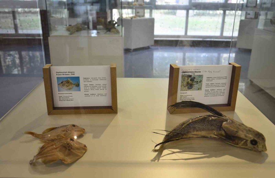 Öğrenciler Bu Müzede Deniz Canlılarıyla Tanışıyor