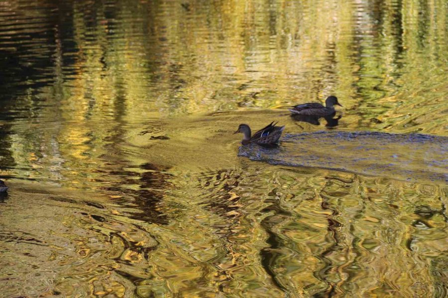 Sonbahar Renkleriyle Porsuk’ta Yüzen Ördeklerin Görüntüsü Mest Etti