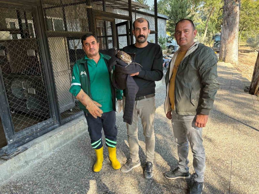 Belediye Personeli Yaralı Buldukları Doğanı Doğa Parkı’na Teslim Etti