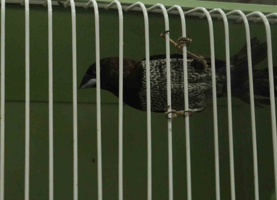 En Güzel Kuşlar Mersin’de Yarıştı