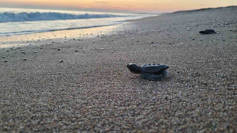 Antalya’da 2024 Yılında Yarım Milyona Yakın Yavru Deniz Kaplumbağası Denizle Buluştu