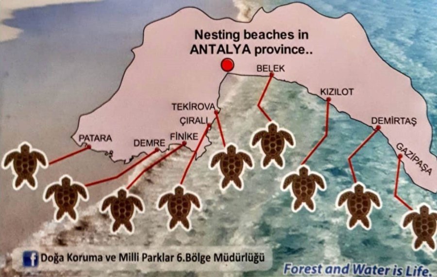 Antalya’da 2024 Yılında Yarım Milyona Yakın Yavru Deniz Kaplumbağası Denizle Buluştu
