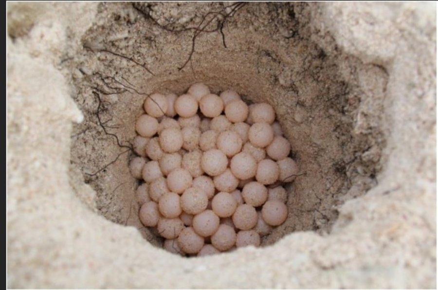 Antalya’da 2024 Yılında Yarım Milyona Yakın Yavru Deniz Kaplumbağası Denizle Buluştu