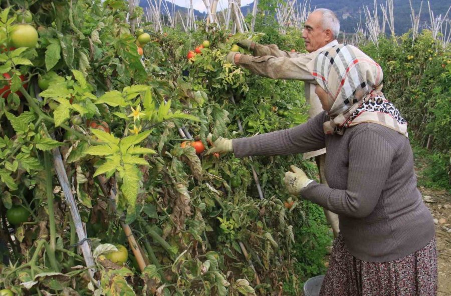Bu Sezon Üreticisinin Yüzü Güldü: Kış Mevsiminde Açıkta Domates Hasadı Sürüyor