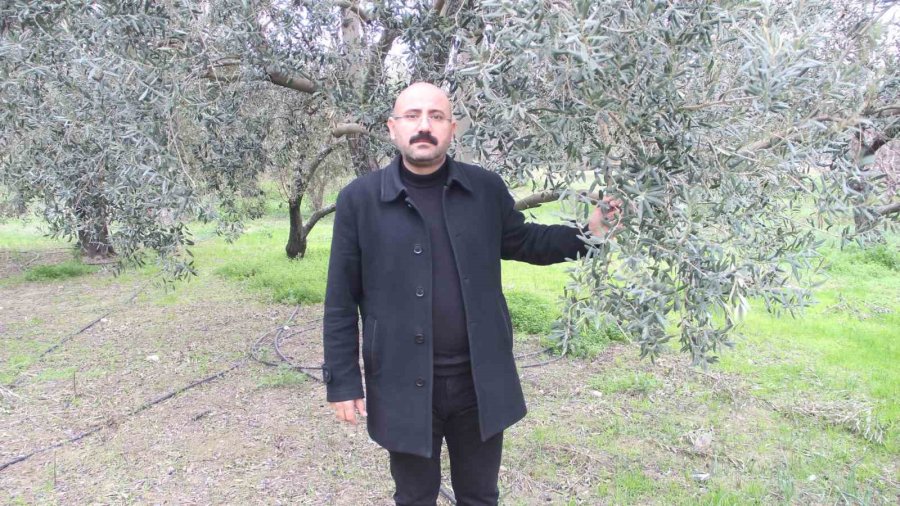 Zeytinde Verim Arttı, Yağın Fiyatı 160 Tl’ye Kadar Düştü