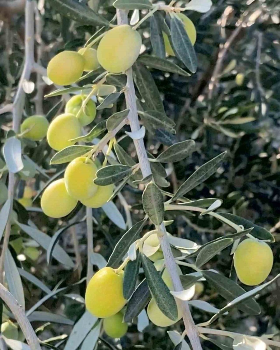 Zeytinde Verim Arttı, Yağın Fiyatı 160 Tl’ye Kadar Düştü