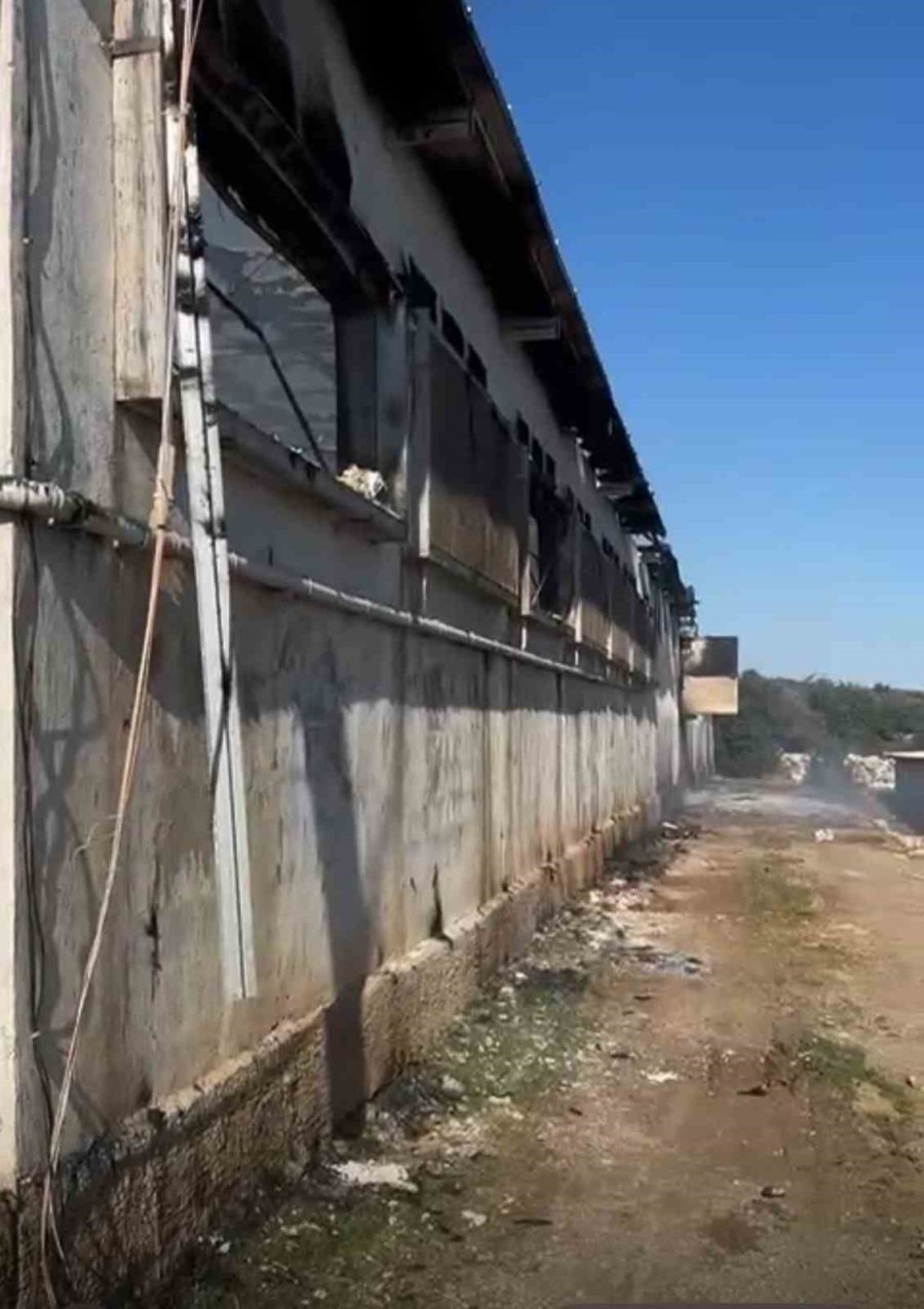 Tarsus‘ta Tavuk Çiftliğinde Yangın 33 Bin Civciv Telef Oldu