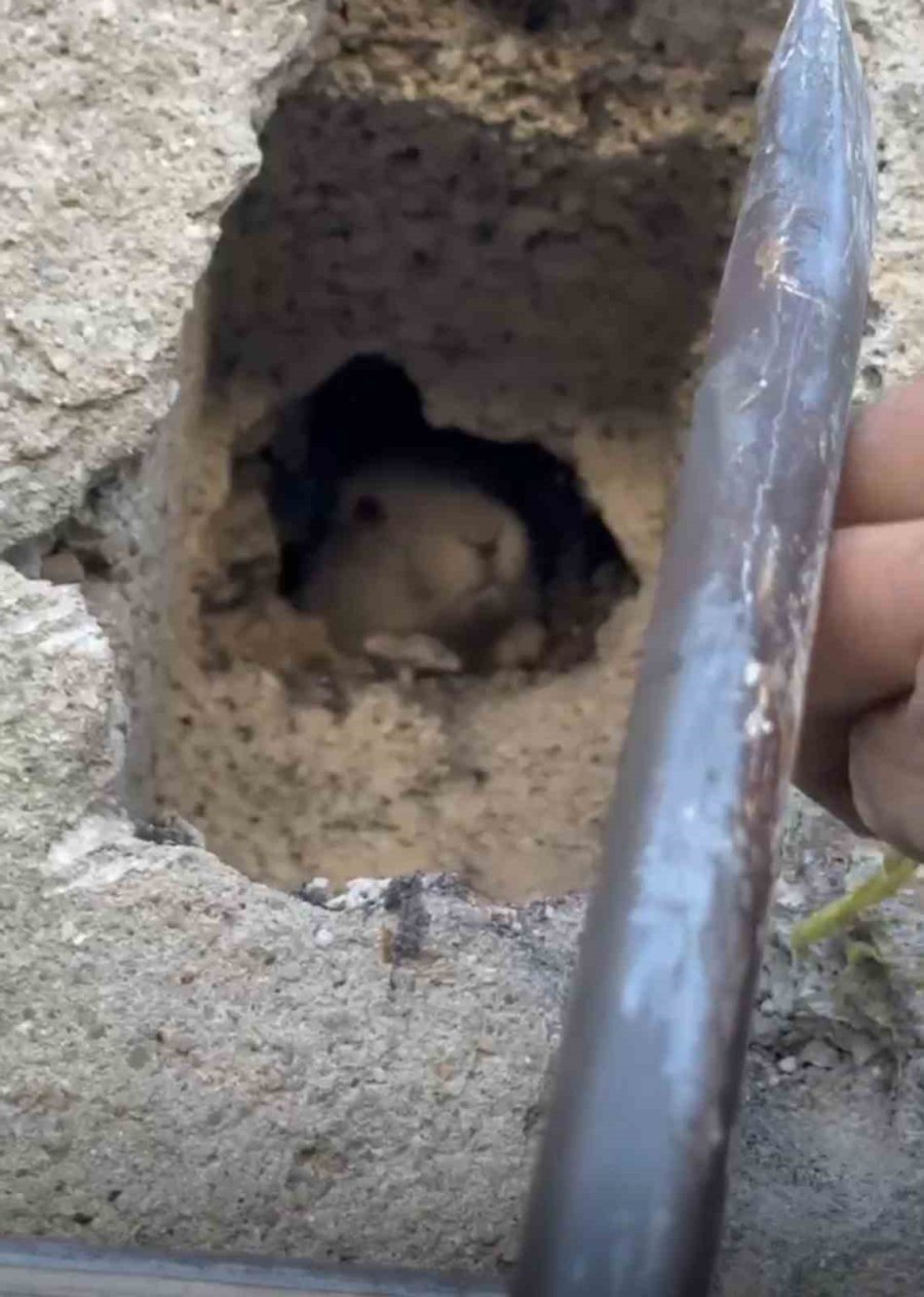 Tahliye Bacasına Düşen Tavşan Kurtarıldı