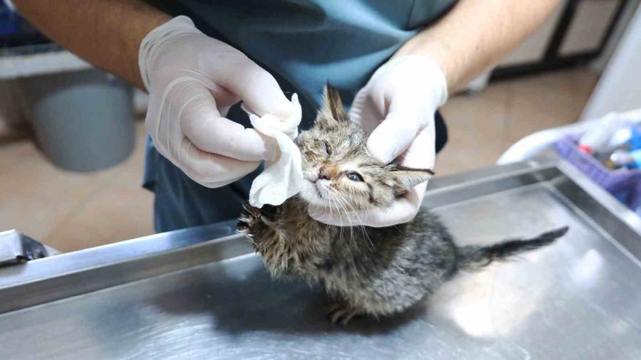 Kemer’de Kasım Ayında 200 Hayvan Kısırlaştırıldı