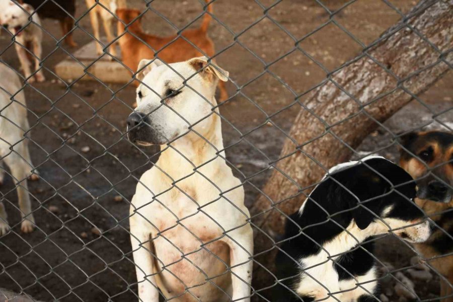 Kemer’de Kasım Ayında 200 Hayvan Kısırlaştırıldı
