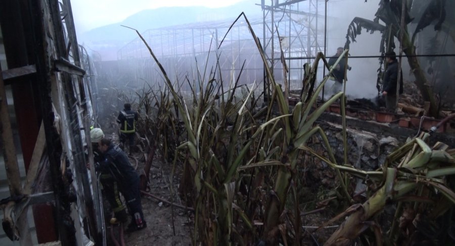 Alanya’da Mobilya Deposu Yandı, Alevler Muz Ve Çiçek Serasına Sıçradı