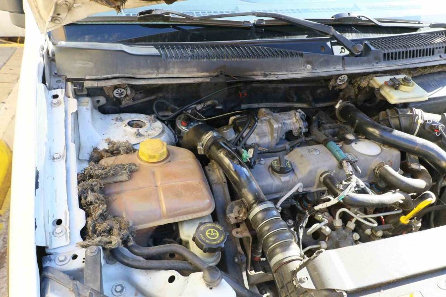 Aracın Motoruna Giren Fareyi Konuşarak İkna Etmeye Çalıştı