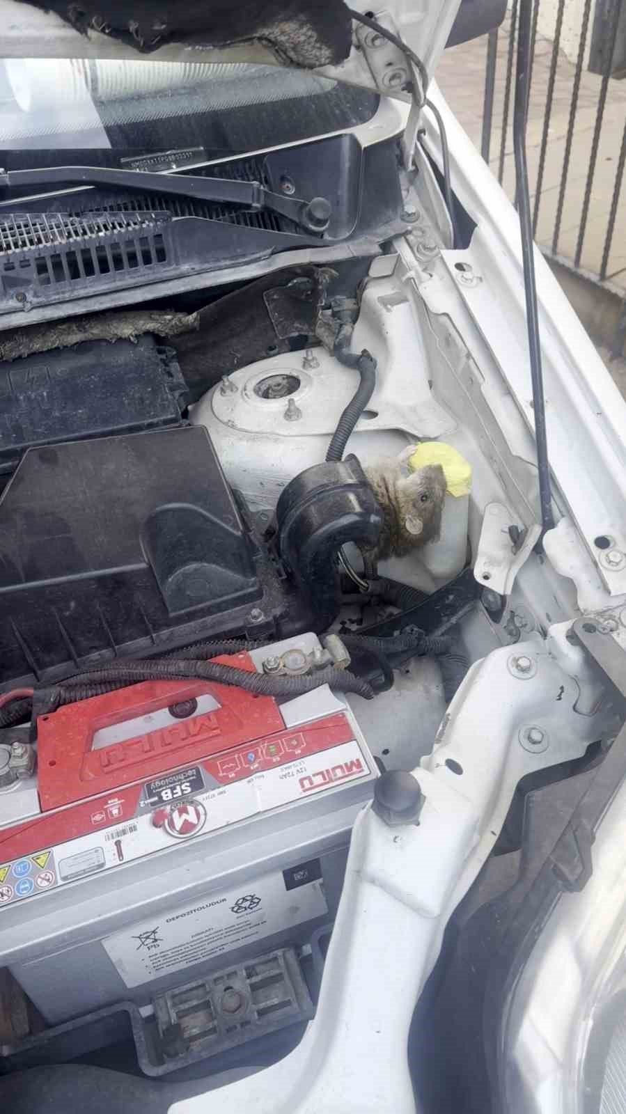Aracın Motoruna Giren Fareyi Konuşarak İkna Etmeye Çalıştı