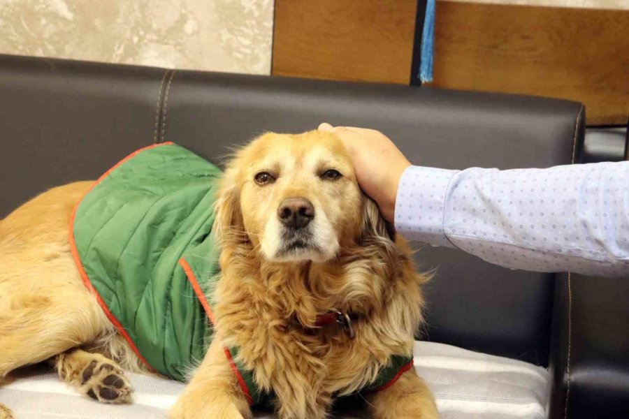 Öğrencilerin Peşine Takılan Fındık, Okulun Maskotu Oldu