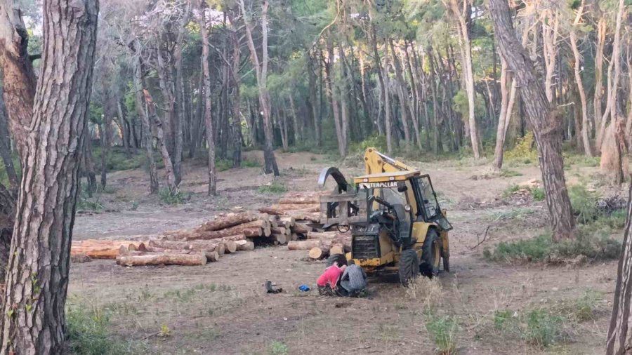 Sorgun Çamlığı’nda Yanan Ağaçlar Kesildi