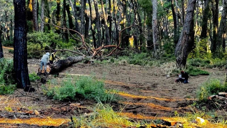 Sorgun Çamlığı’nda Yanan Ağaçlar Kesildi