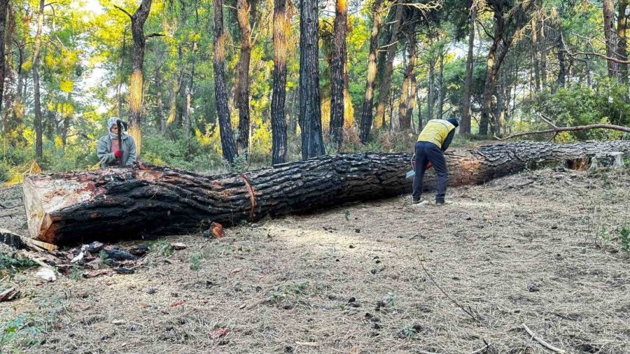 Sorgun Çamlığı’nda Yanan Ağaçlar Kesildi