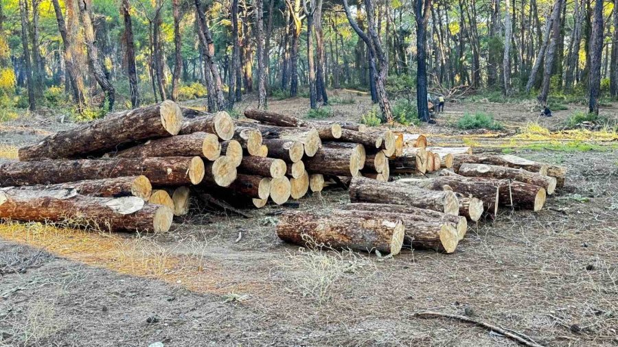 Sorgun Çamlığı’nda Yanan Ağaçlar Kesildi