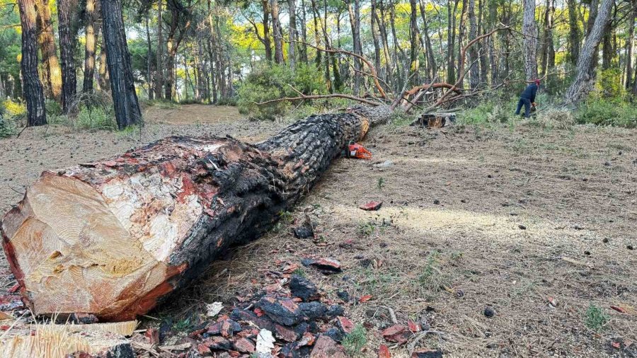 Sorgun Çamlığı’nda Yanan Ağaçlar Kesildi