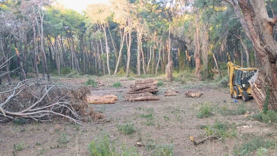 Sorgun Çamlığı’nda Yanan Ağaçlar Kesildi