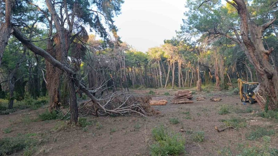 Sorgun Çamlığı’nda Yanan Ağaçlar Kesildi