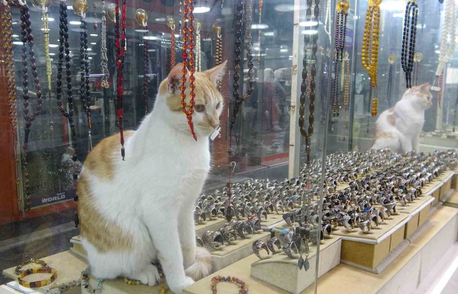 Vitrini Takıların Yanı Sıra Kediler De Süslüyor