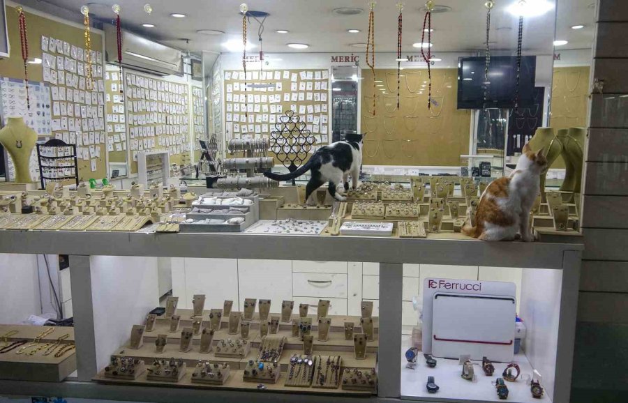 Vitrini Takıların Yanı Sıra Kediler De Süslüyor