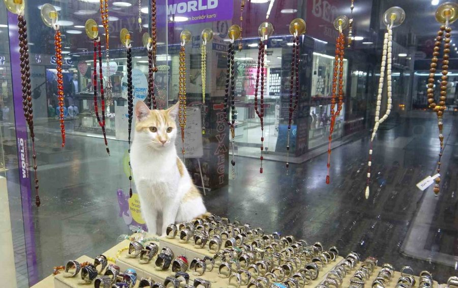Vitrini Takıların Yanı Sıra Kediler De Süslüyor