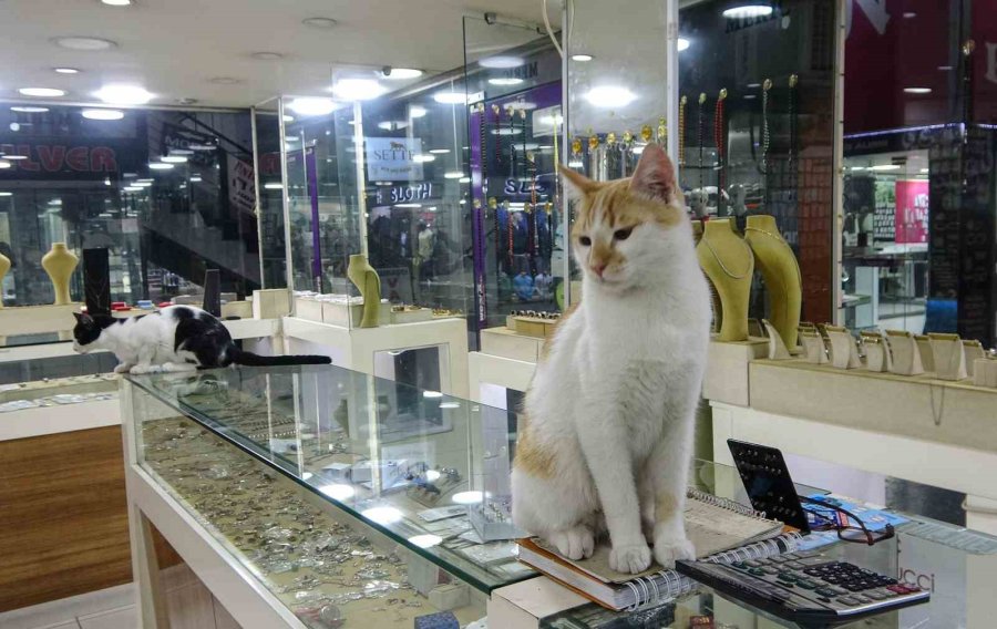 Vitrini Takıların Yanı Sıra Kediler De Süslüyor