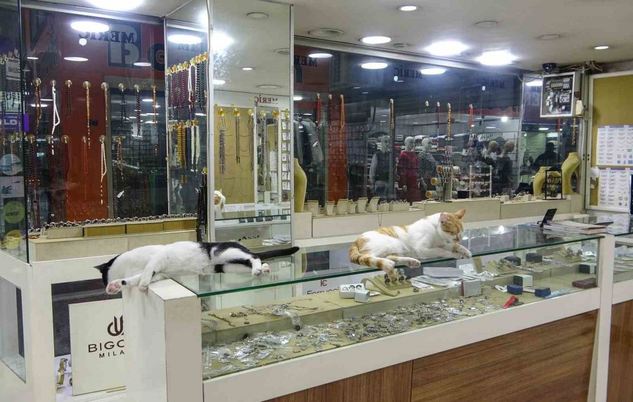 Vitrini Takıların Yanı Sıra Kediler De Süslüyor