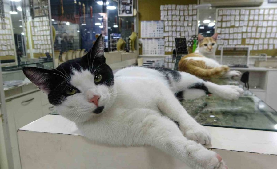 Vitrini Takıların Yanı Sıra Kediler De Süslüyor