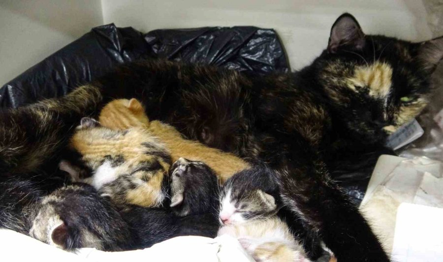 Vitrini Takıların Yanı Sıra Kediler De Süslüyor