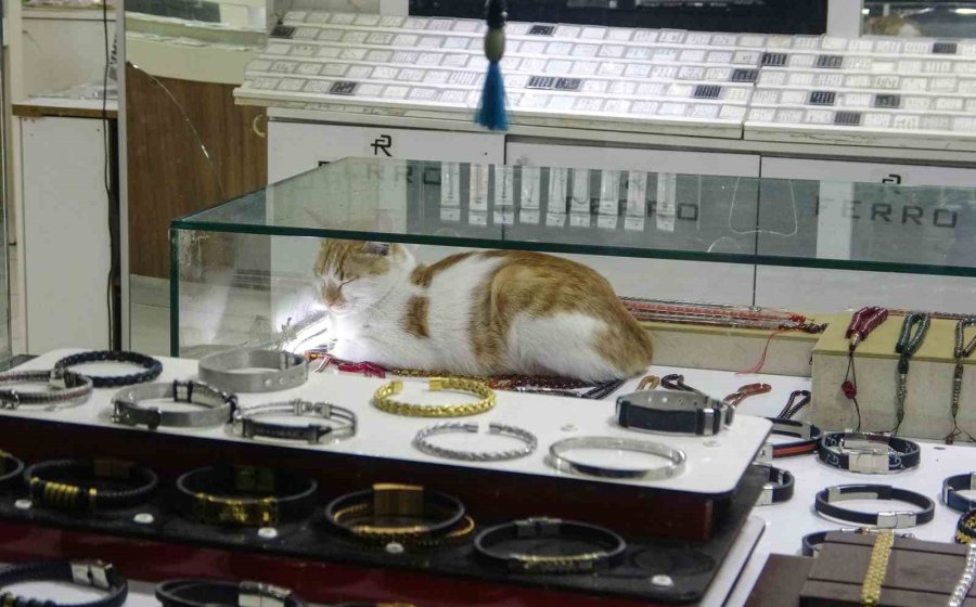 Vitrini Takıların Yanı Sıra Kediler De Süslüyor