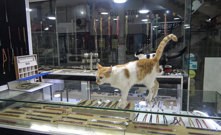 Vitrini Takıların Yanı Sıra Kediler De Süslüyor