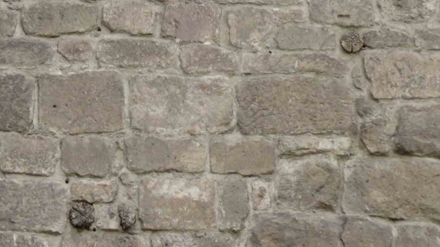 Tarihi Kayseri Kalesi’ndeki Ağaçlar Araştırılıyor