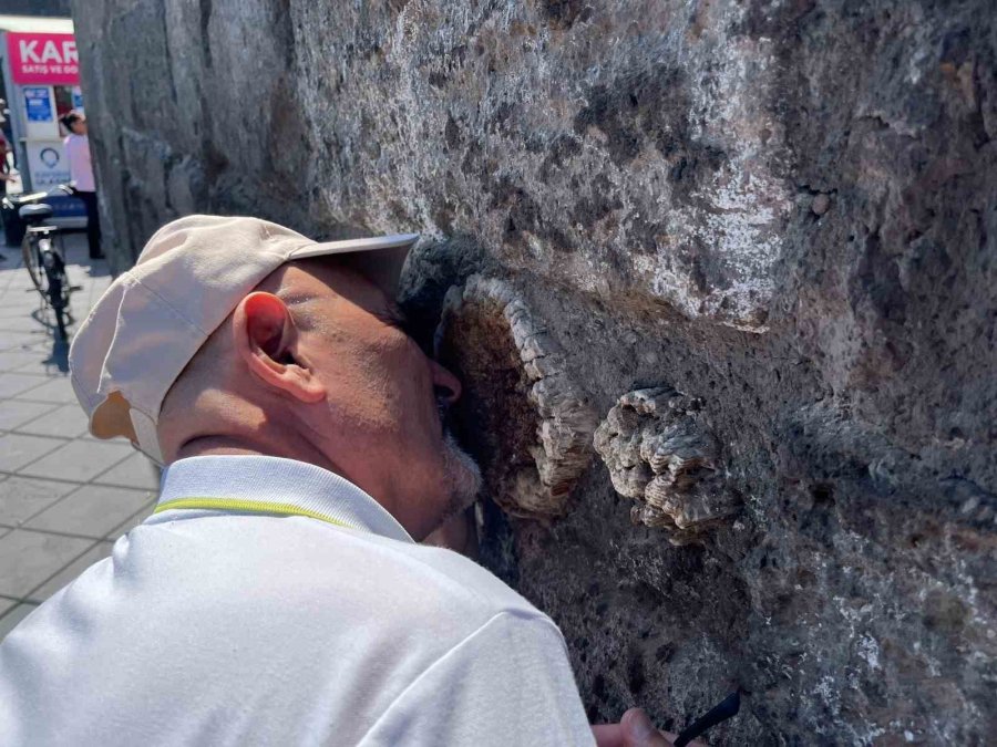 Tarihi Kayseri Kalesi’ndeki Ağaçlar Araştırılıyor